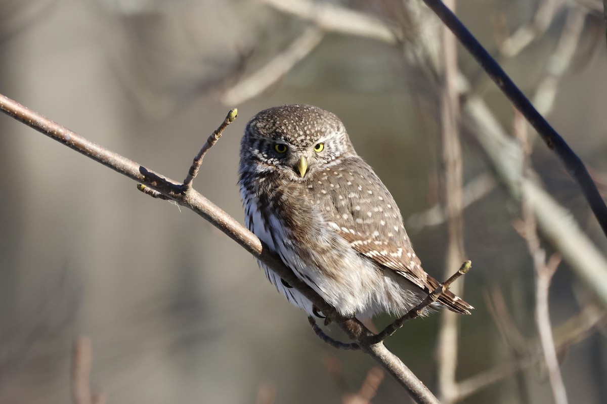 Eurasian Pygmy-Owl - ML616059456