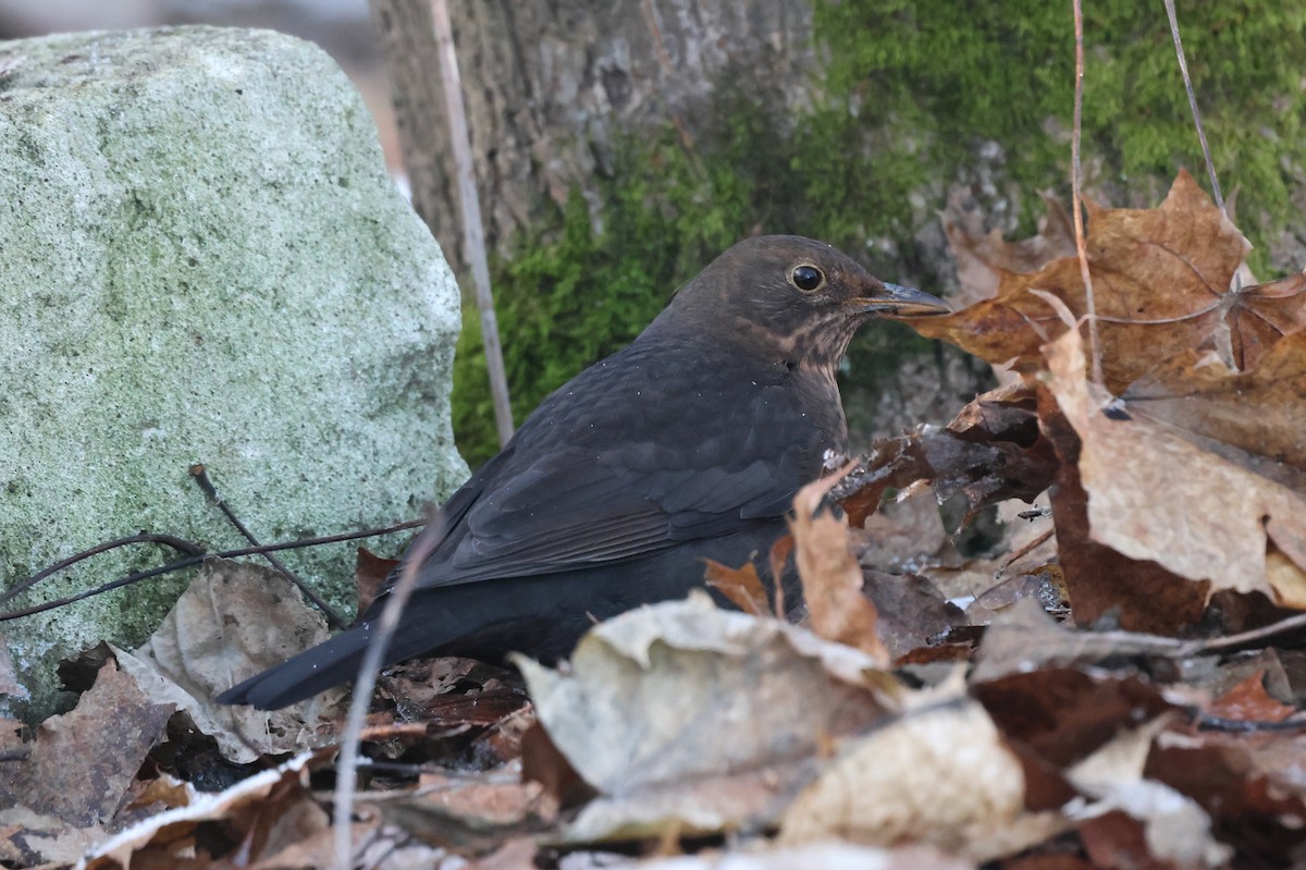 Eurasian Blackbird - ML616059469
