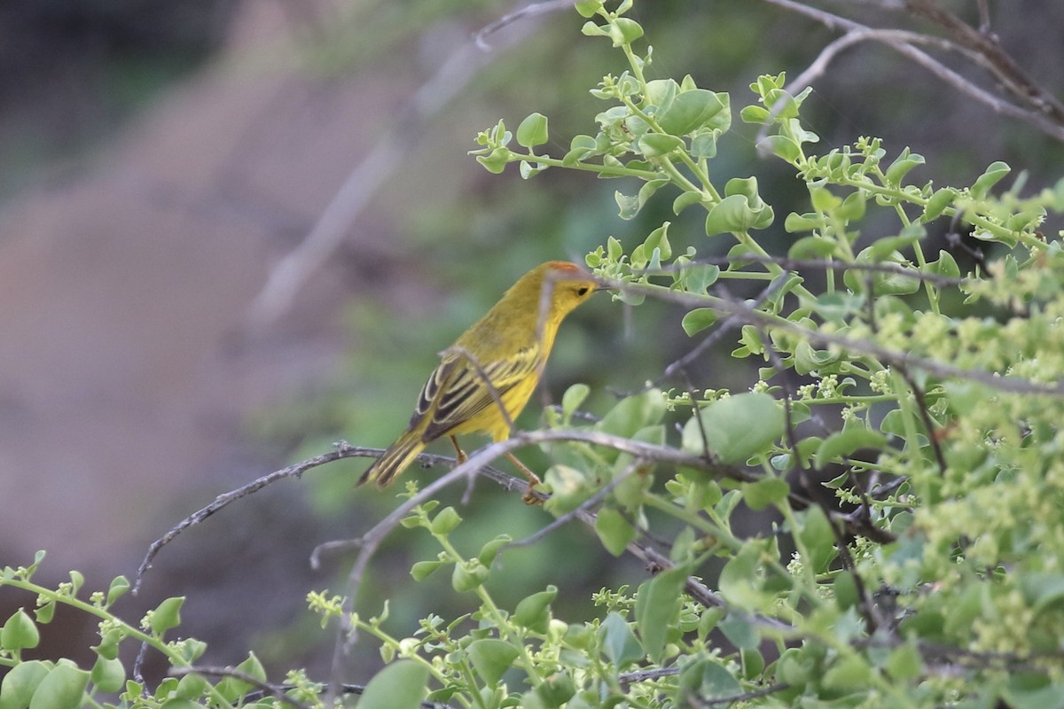 Yellow Warbler (Galapagos) - Susan Murphy