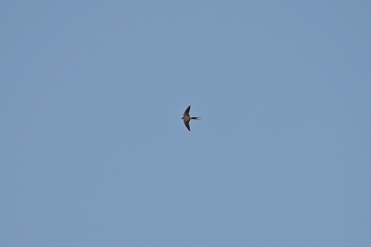 Red-rumped Swallow (West African) - Hasan Al-Farhan