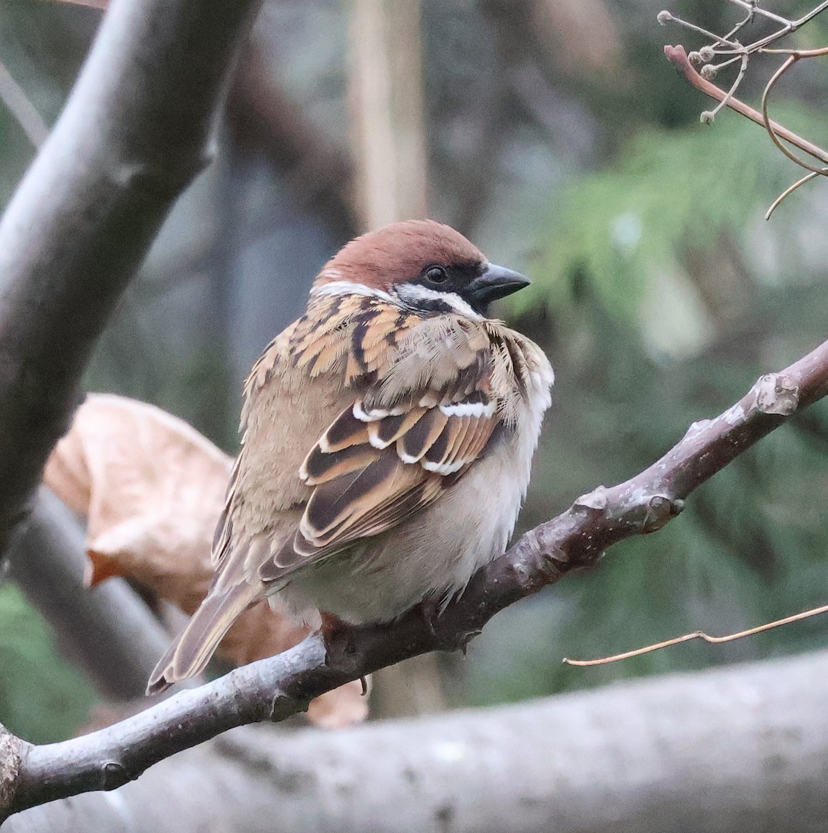 Eurasian Tree Sparrow - ML616059564
