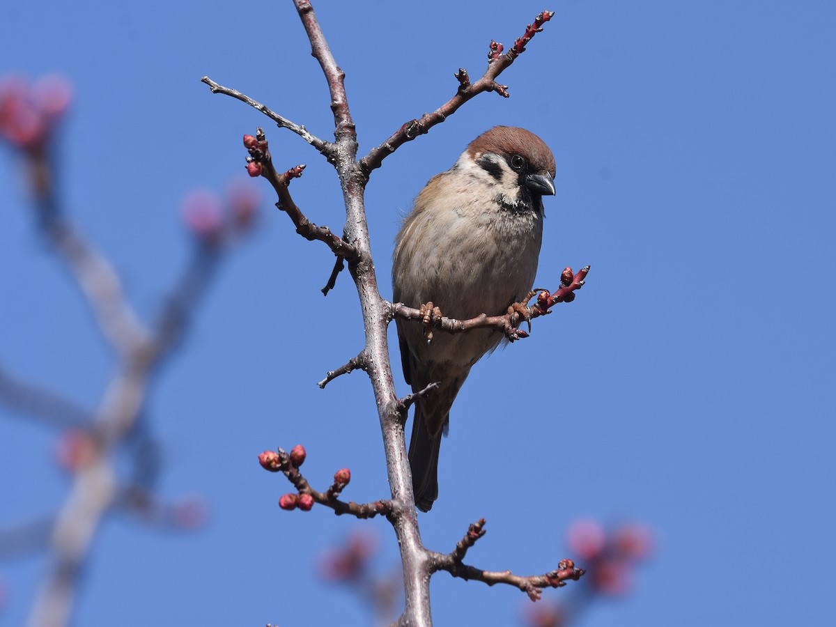 Eurasian Tree Sparrow - ML616059587