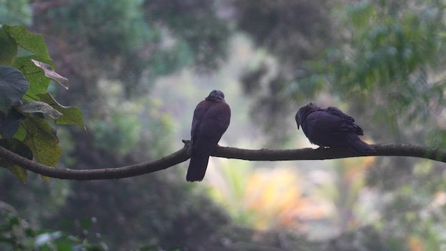 Nilgiri Wood-Pigeon - ML616059670