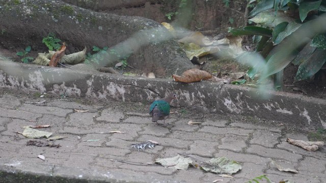 Голуб-зеленокрил індійський - ML616059708