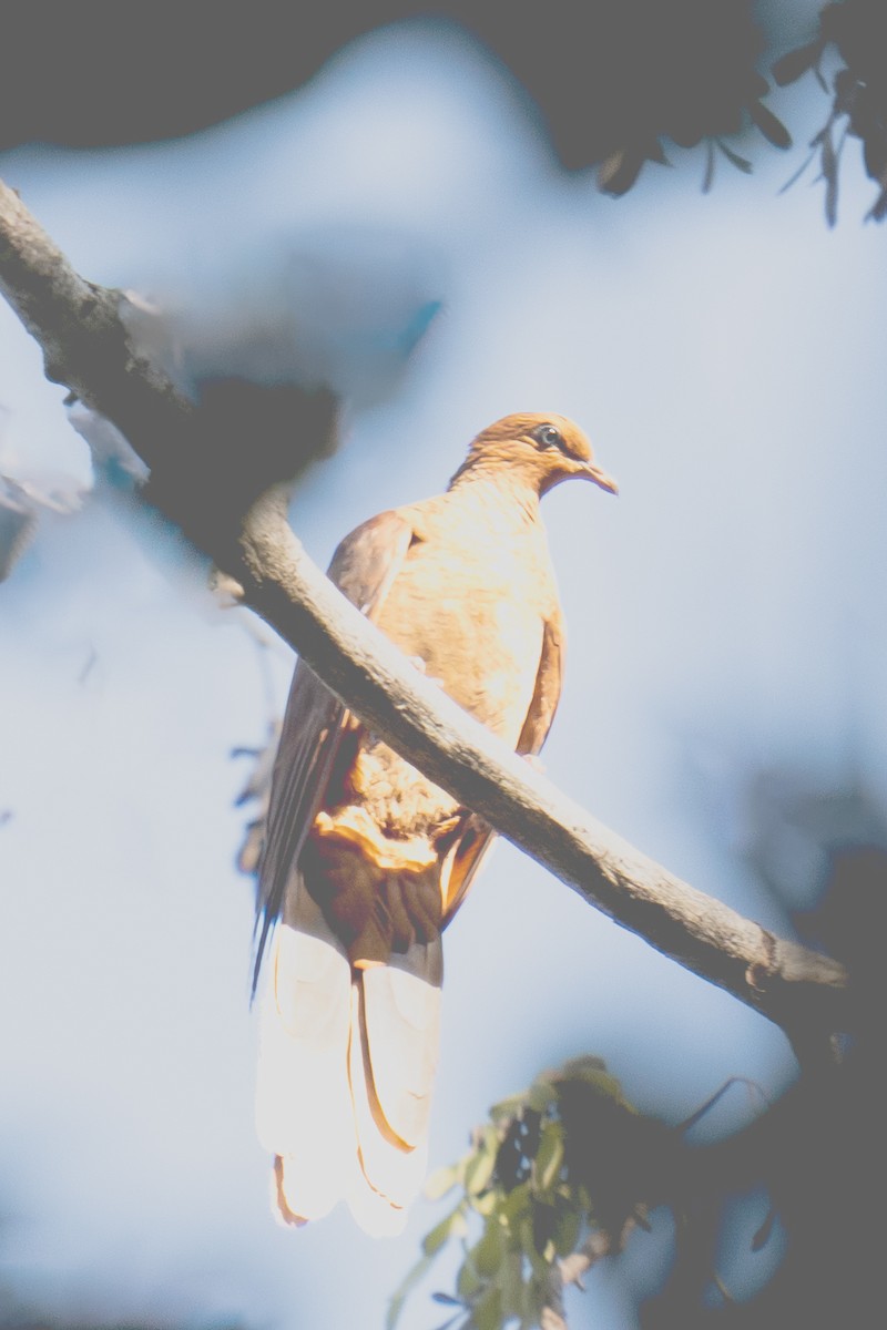 Andaman Cuckoo-Dove - ML616059715