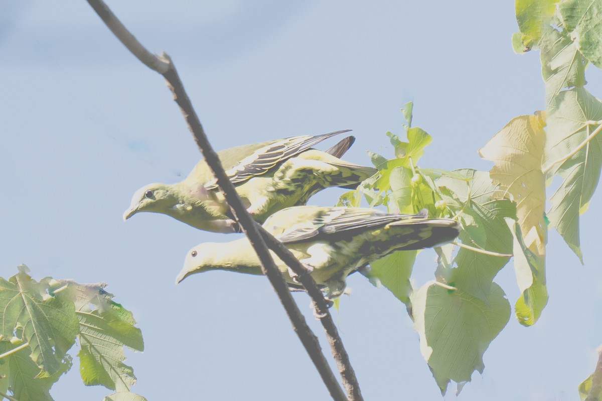 Андаманский зеленый голубь - ML616059716