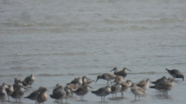 Great Knot - ML616059724