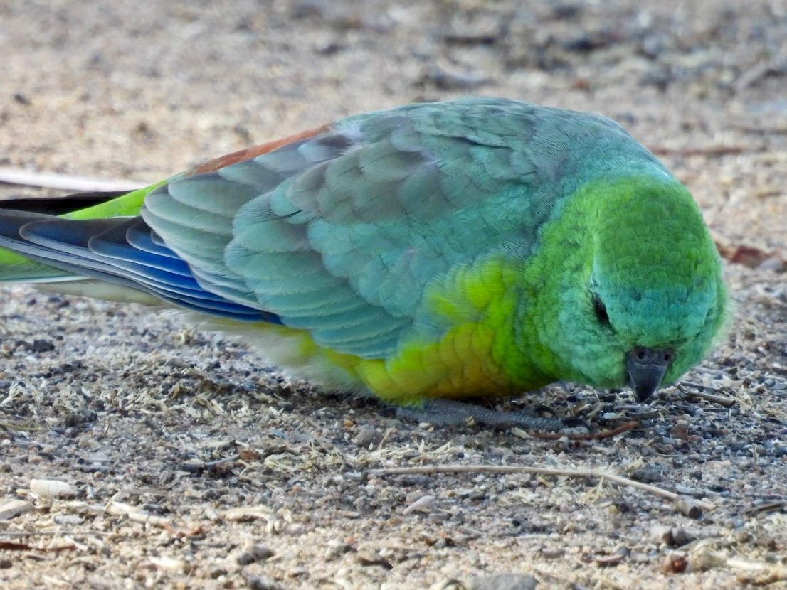 Red-rumped Parrot - ML616059832