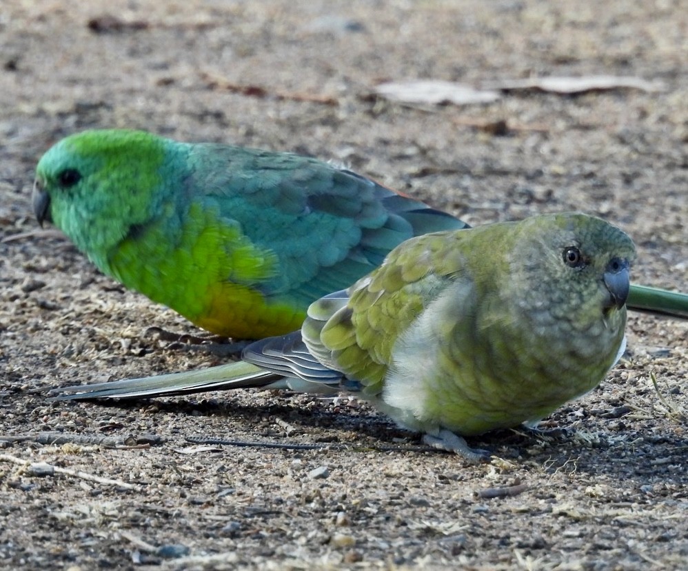 Red-rumped Parrot - ML616059834