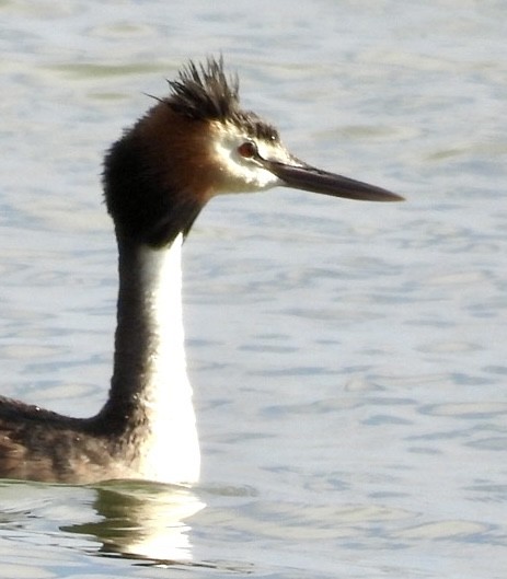 Great Crested Grebe - ML616059873