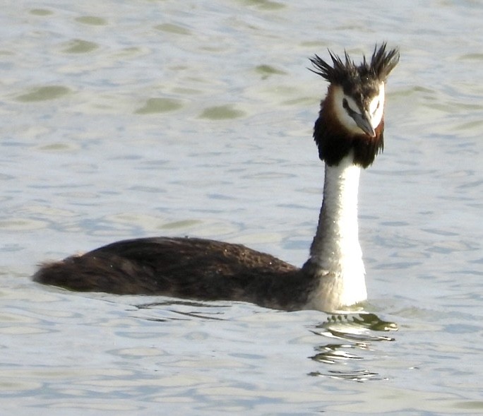 Great Crested Grebe - ML616059874