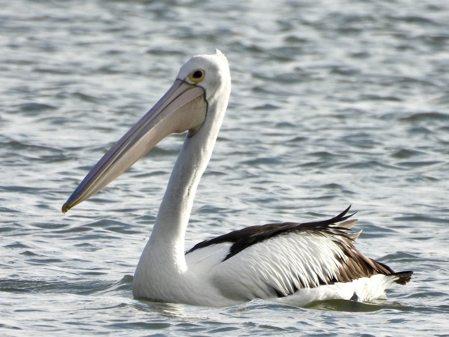 Australian Pelican - ML616059889