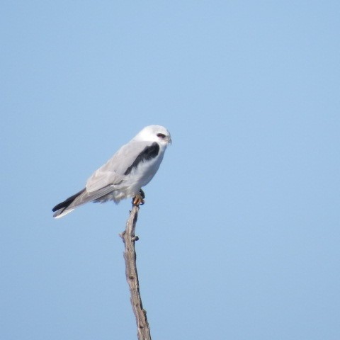 White-tailed Kite - Ann Griffin