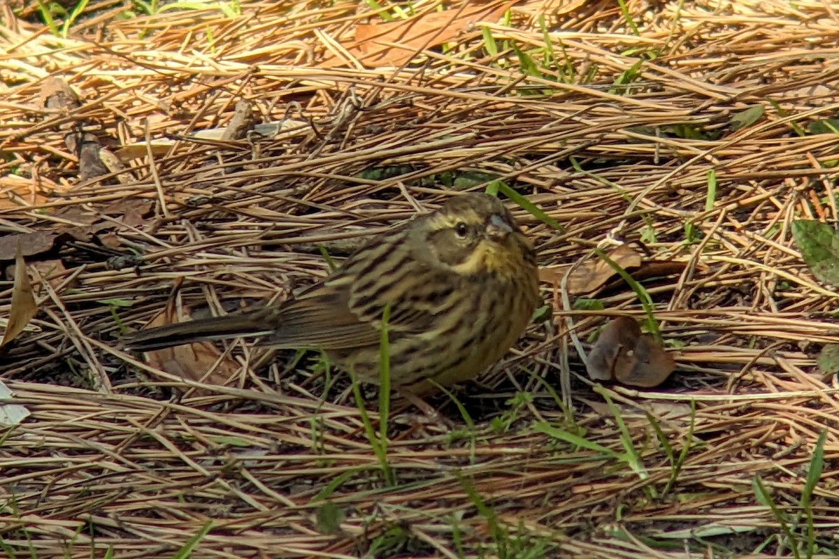 Black-faced/Masked Bunting - ML616059945