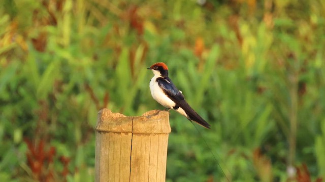 Wire-tailed Swallow - ML616060061