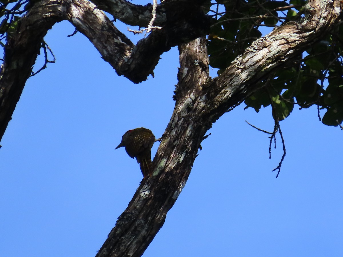 Golden-tailed Woodpecker - ML616060078