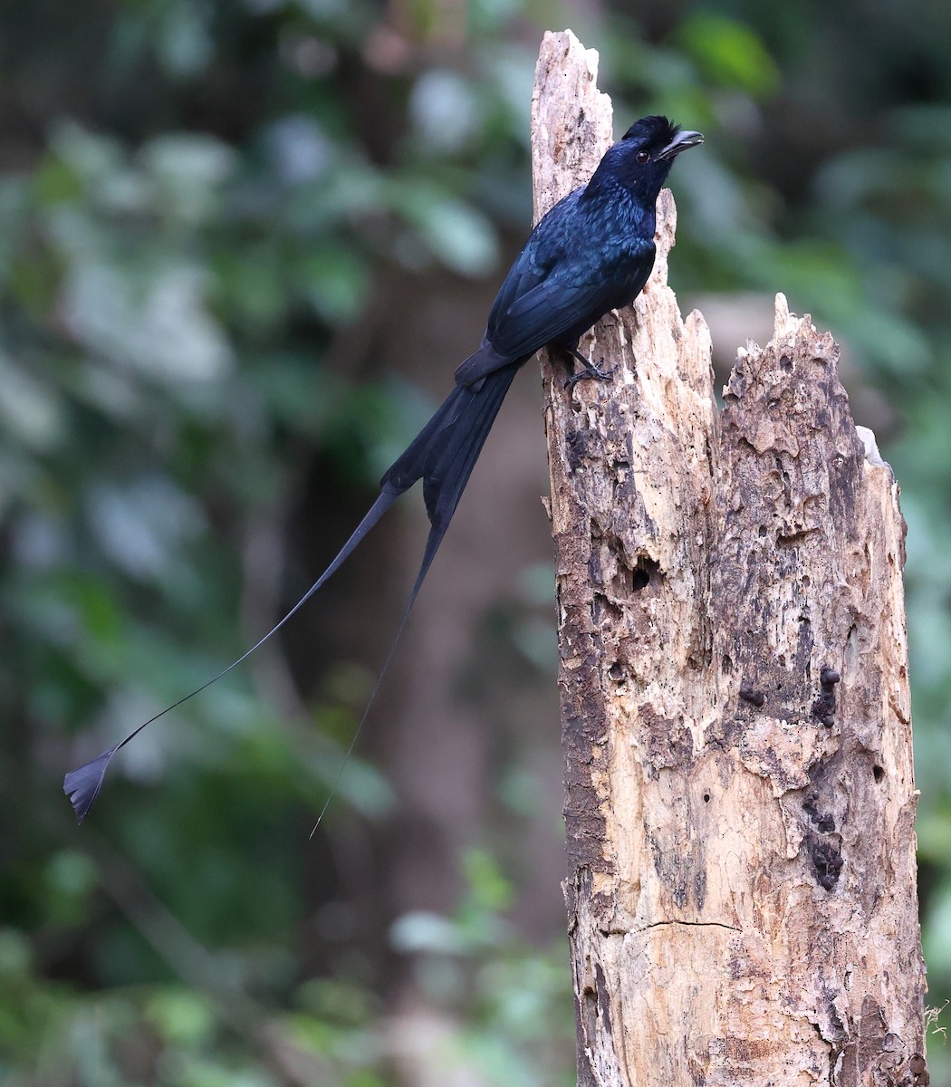 Greater Racket-tailed Drongo - ML616060293