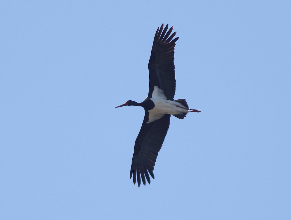Black Stork - ML616060340