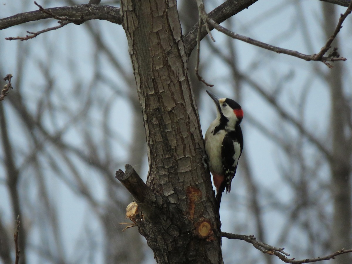 Syrian Woodpecker - ML616060407
