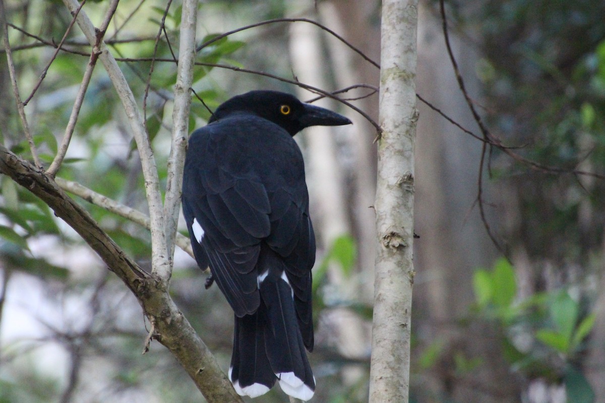 Pied Currawong - ML616060423