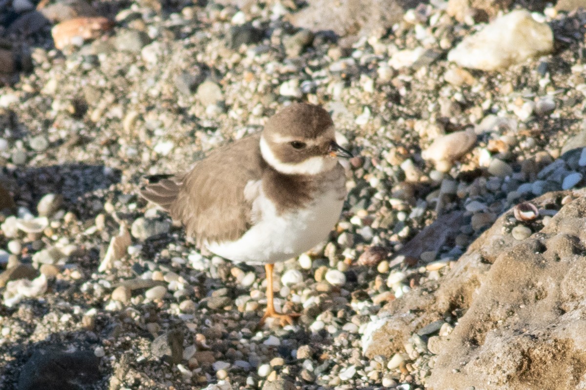 Common Ringed Plover - ML616060510