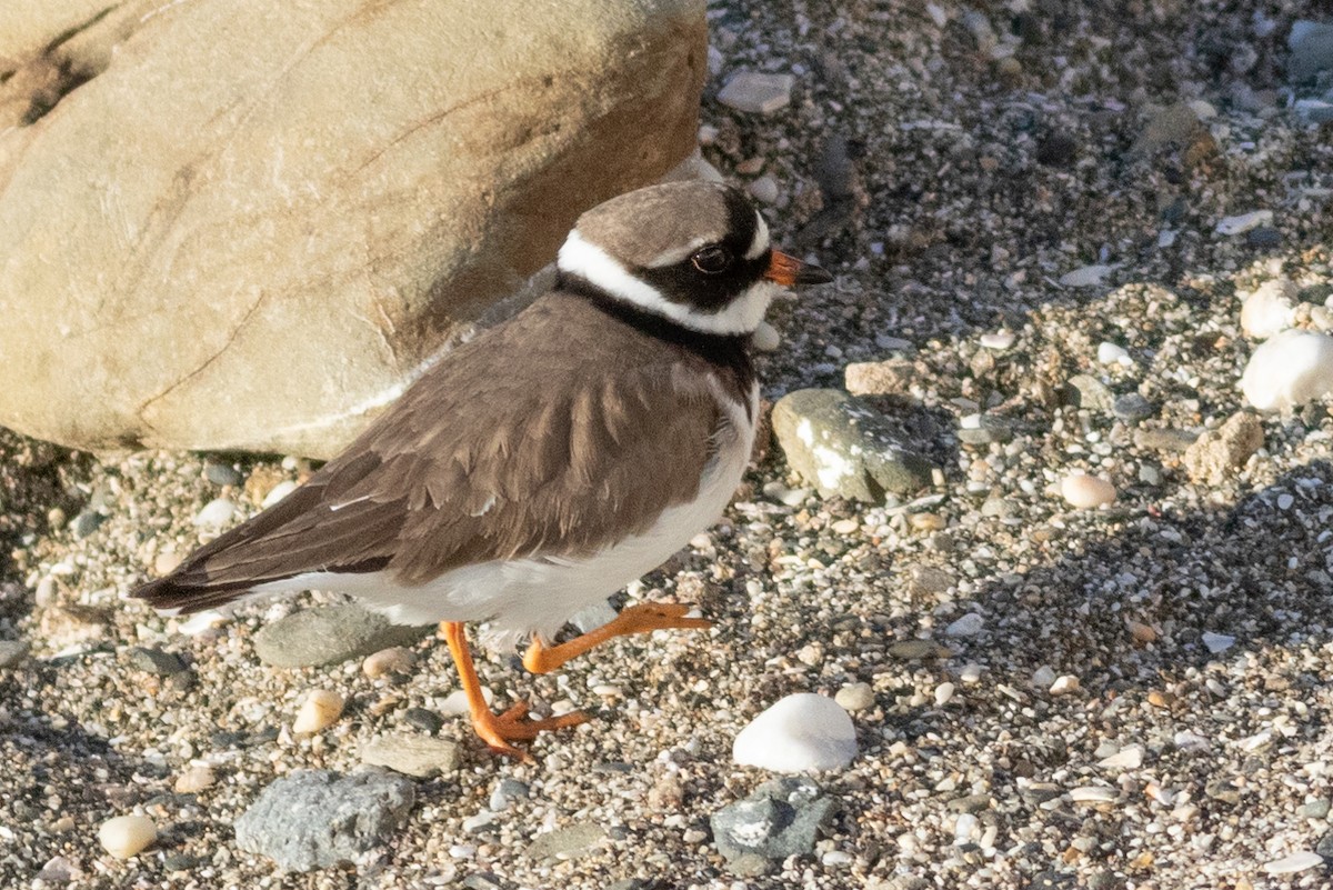 Common Ringed Plover - ML616060511