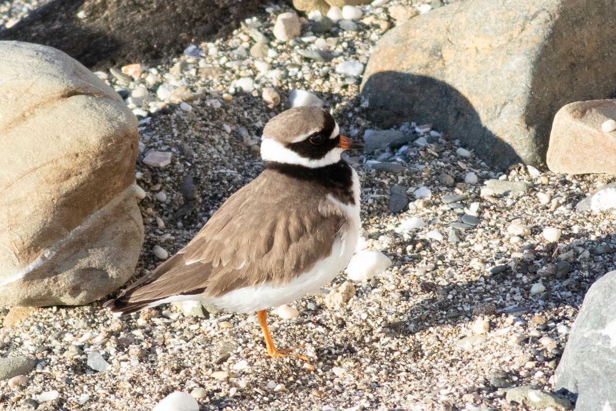 Common Ringed Plover - ML616060512