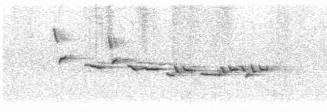 maoriflueskvett (macrocephala gr.) - ML616060577