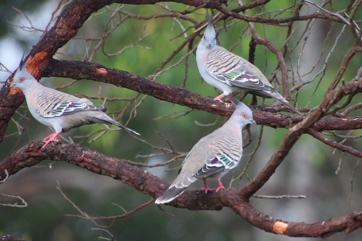 Crested Pigeon - ML616060641