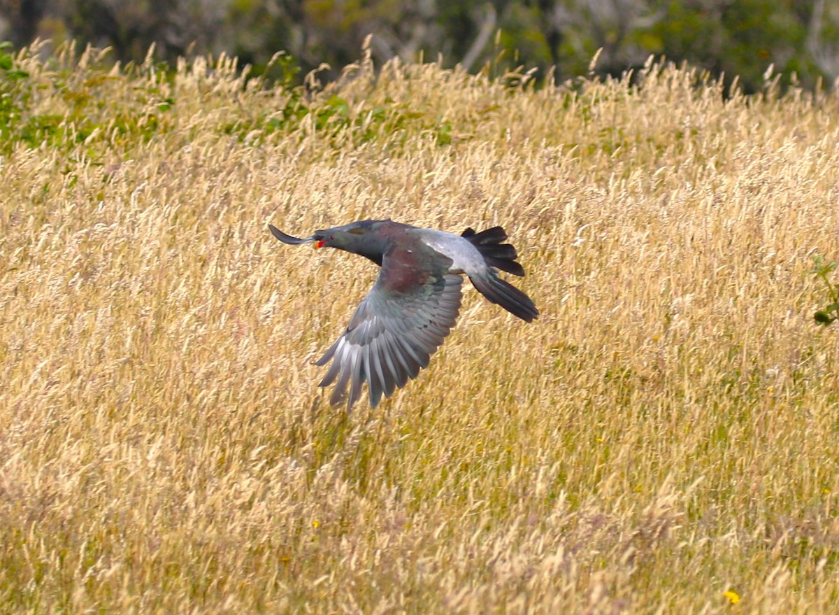 Chatham Island Pigeon - ML616060760