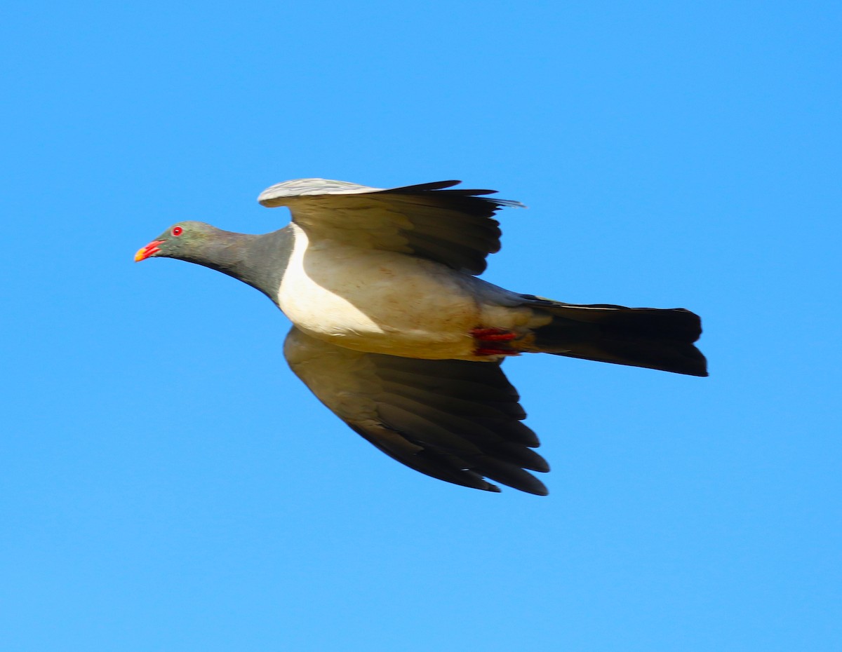 Chatham Island Pigeon - ML616060761