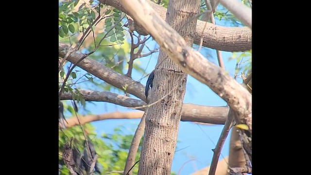 White-bellied Woodpecker - ML616060800