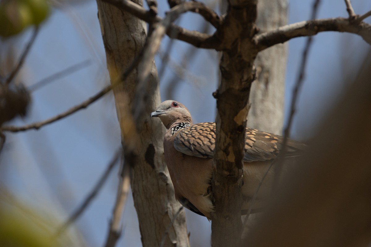 Spotted Dove - ML616060829