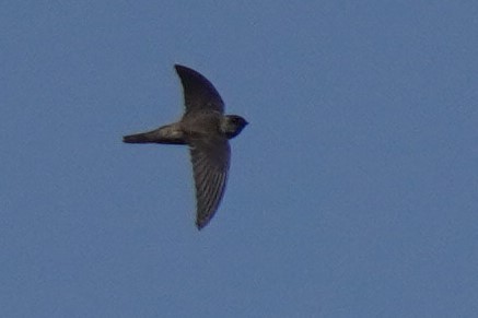 Indian Swiftlet - ML616061059