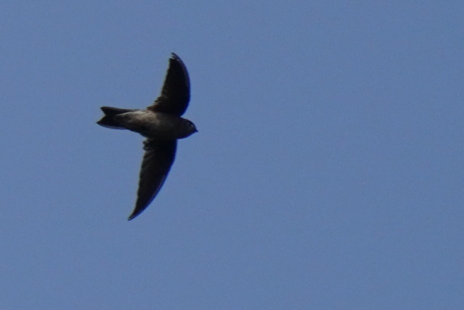 Indian Swiftlet - ML616061060