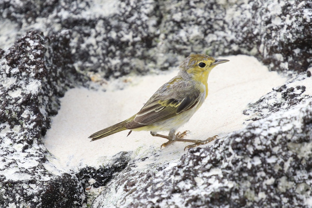 Yellow Warbler (Galapagos) - ML616061080