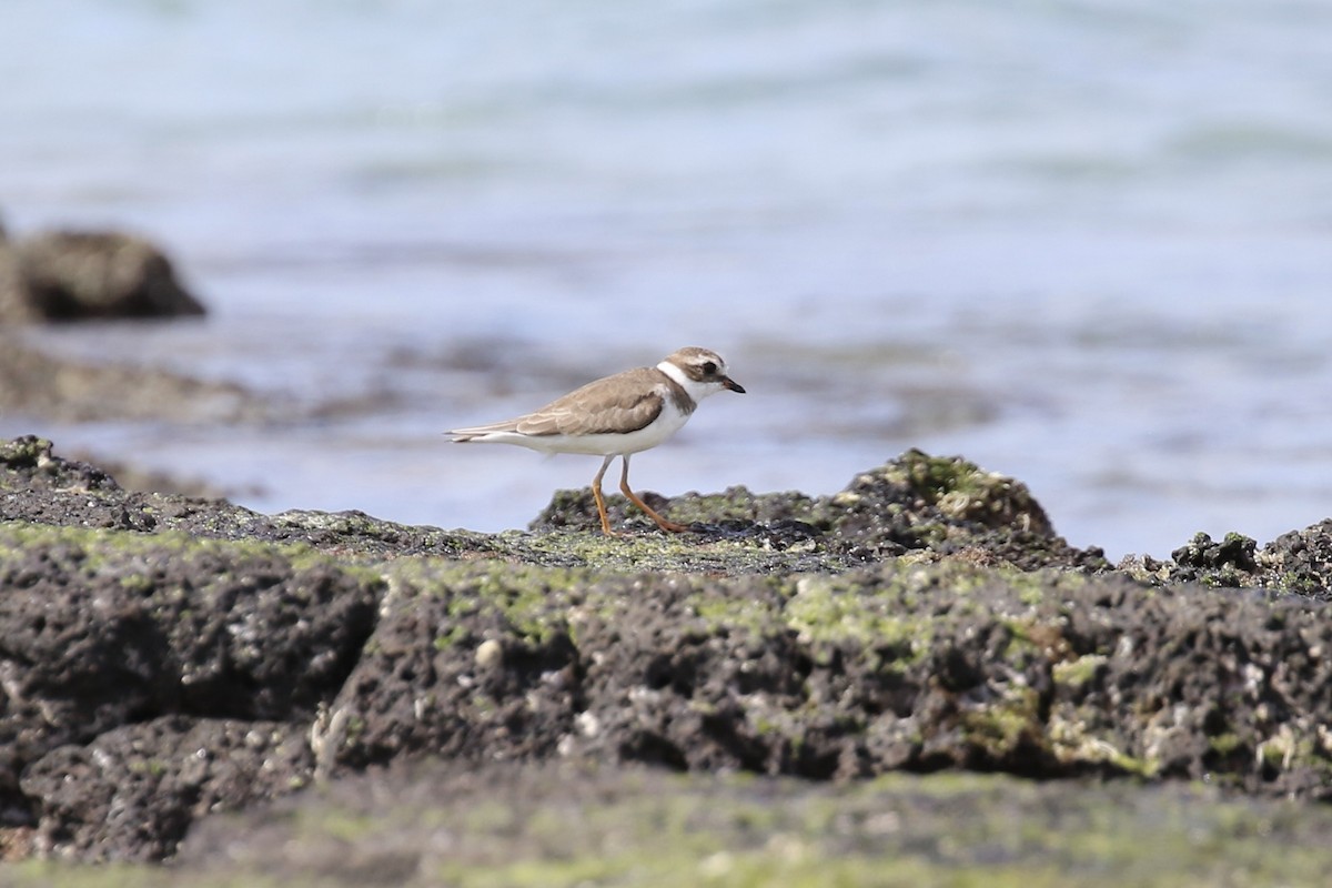 Semipalmated Plover - ML616061087