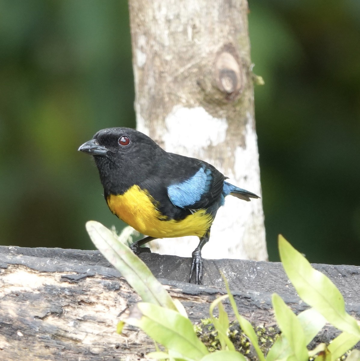 Black-and-gold Tanager - ML616061218