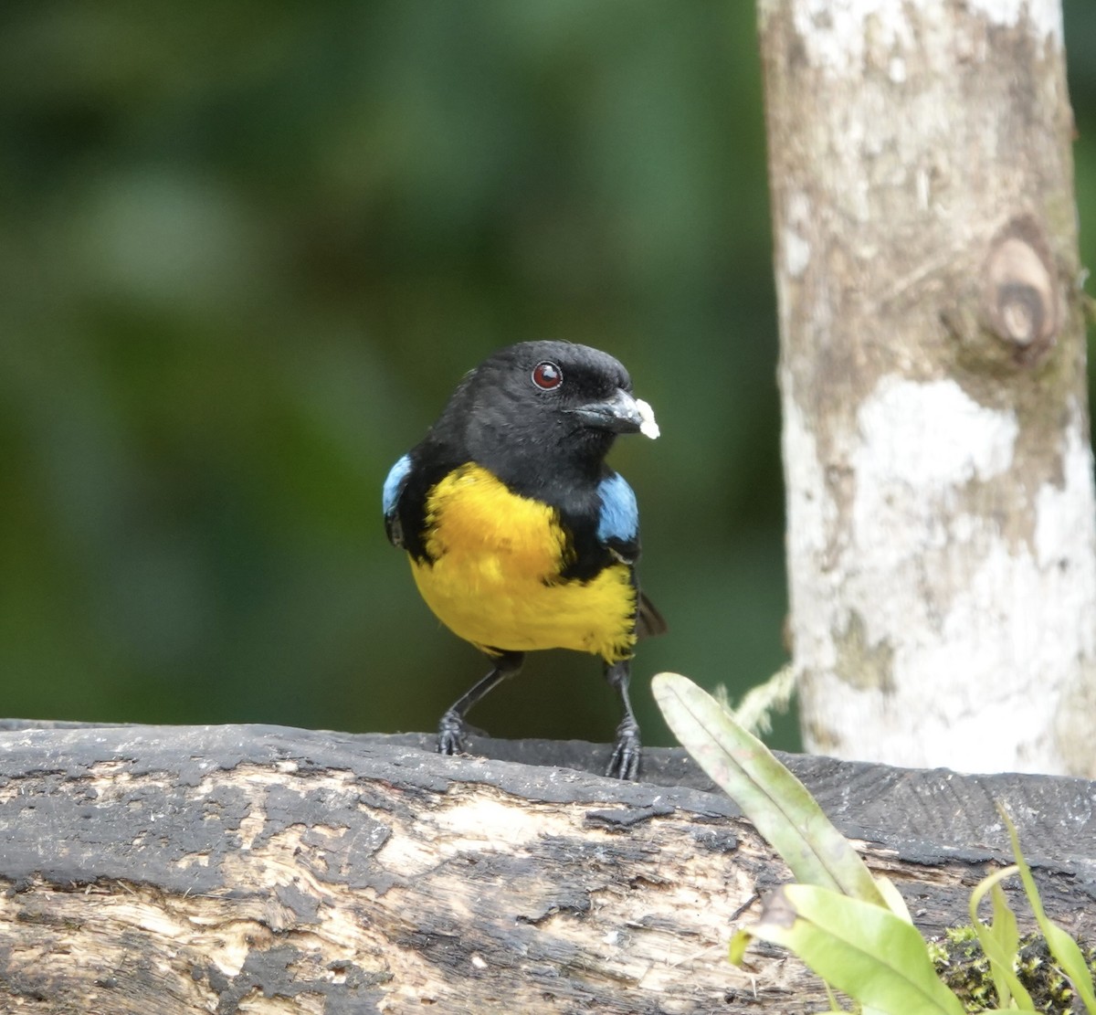 Black-and-gold Tanager - ML616061220