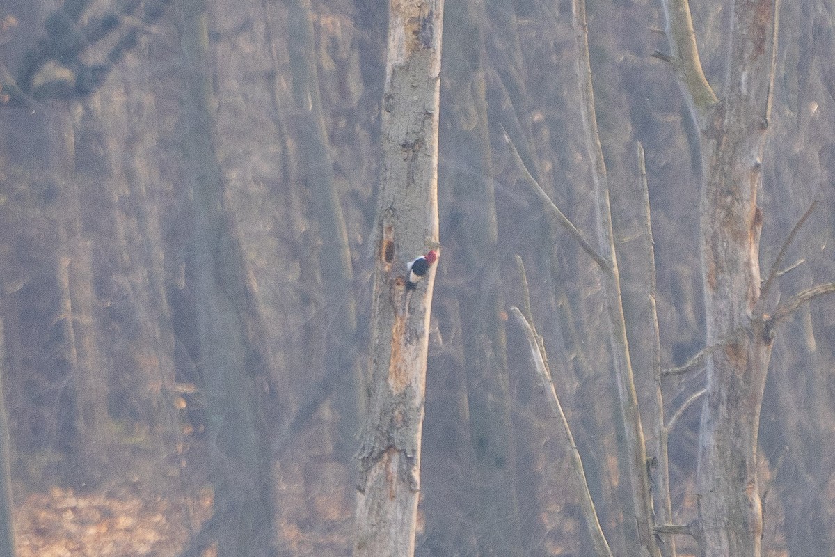 Red-headed Woodpecker - ML616061292