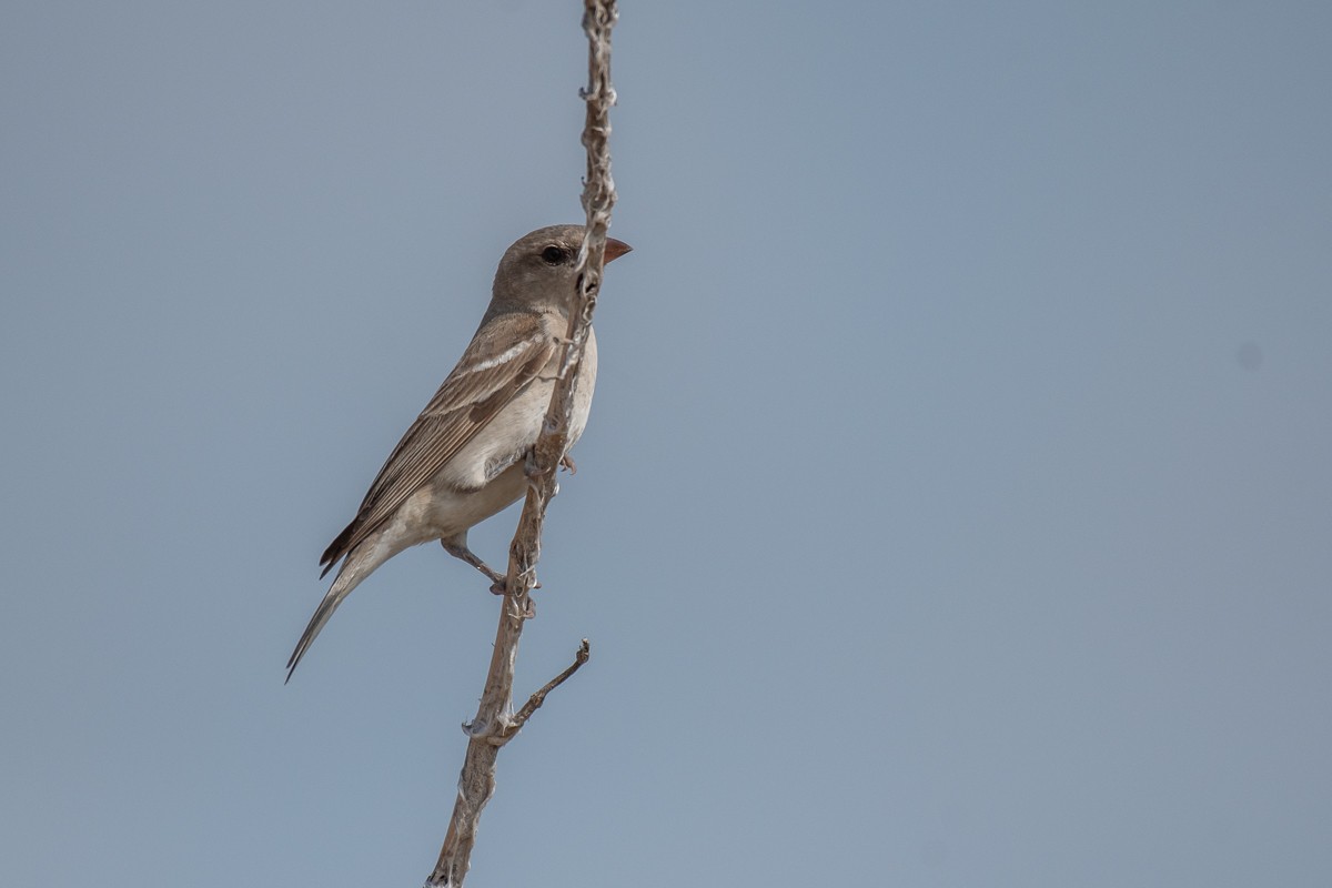 Yellow-throated Sparrow - Aneesh Sasidevan