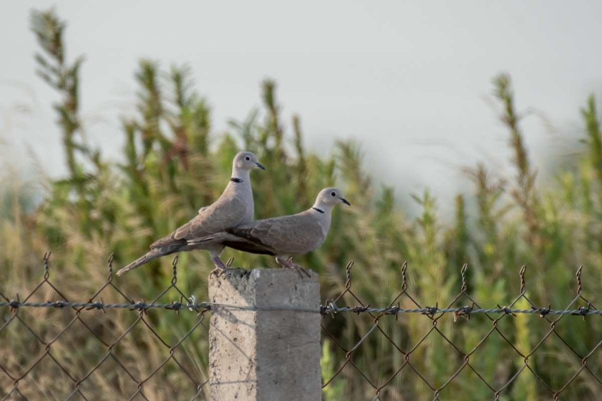 Eurasian Collared-Dove - Aneesh Sasidevan