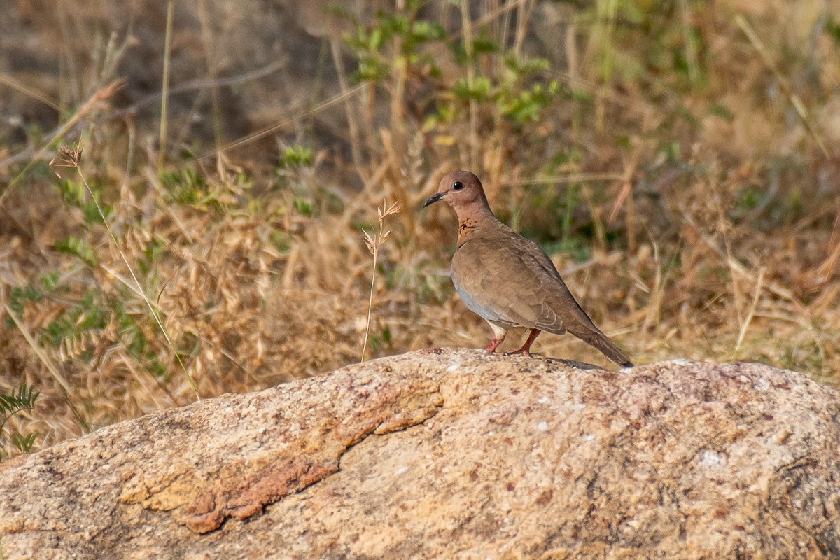 Laughing Dove - ML616061594