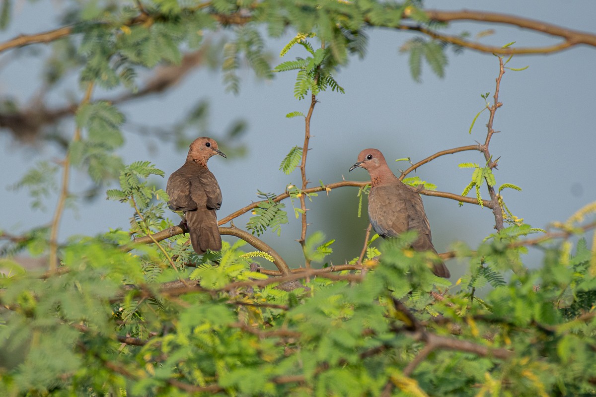Laughing Dove - ML616061595