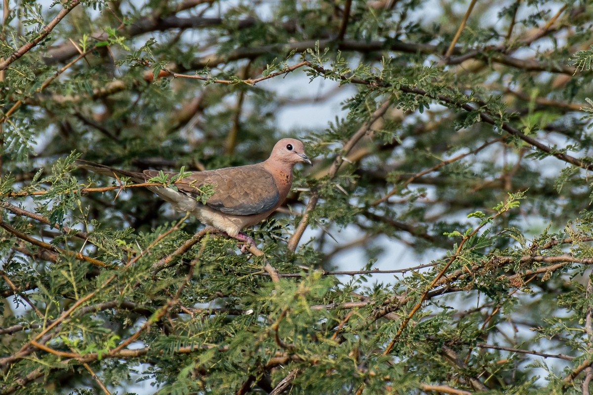 Laughing Dove - ML616061596