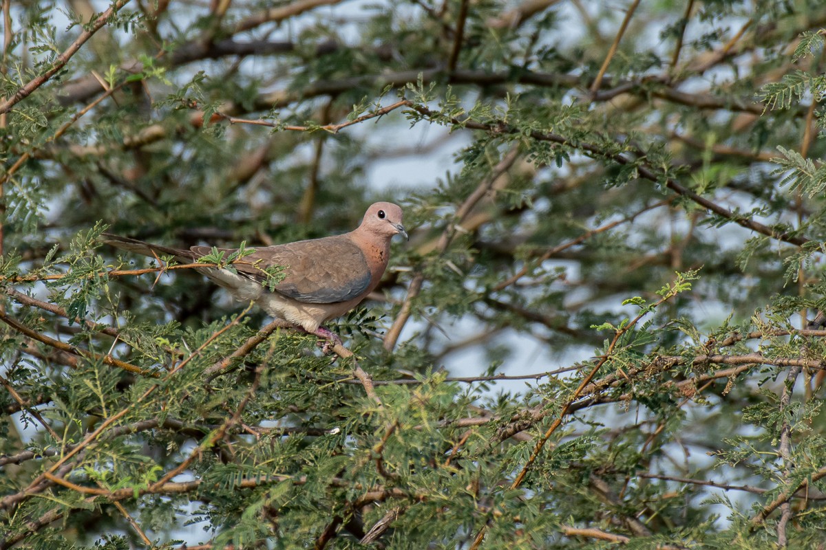 Laughing Dove - ML616061597