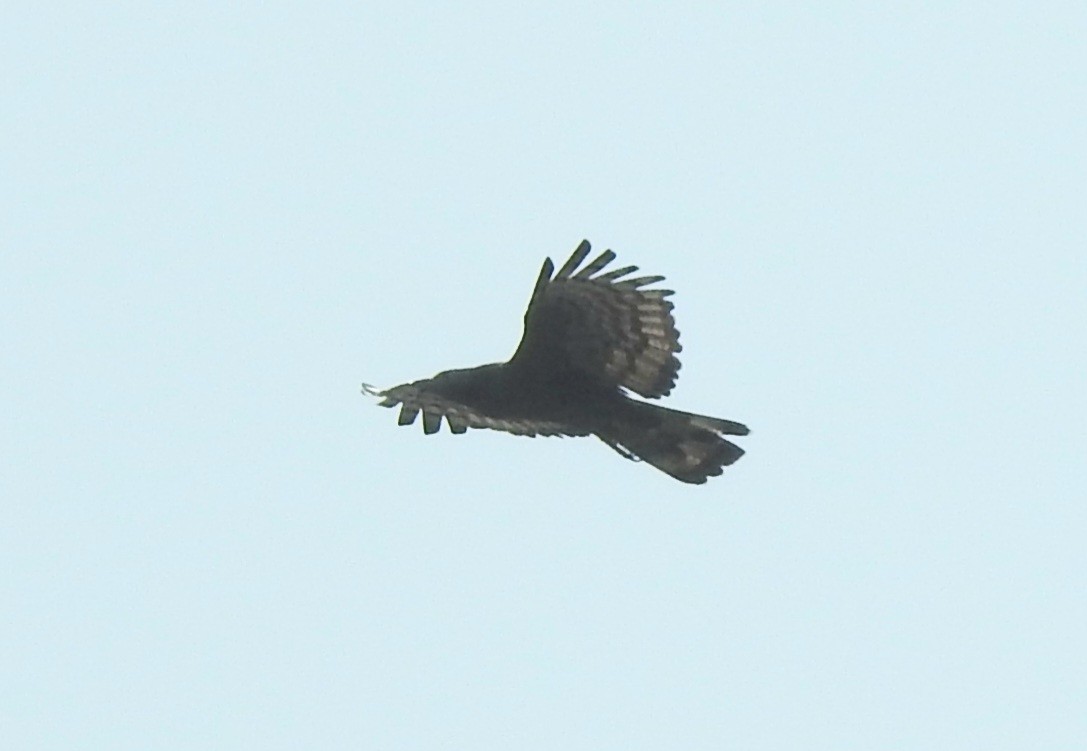 Oriental Honey-buzzard (Northern) - ML616061646