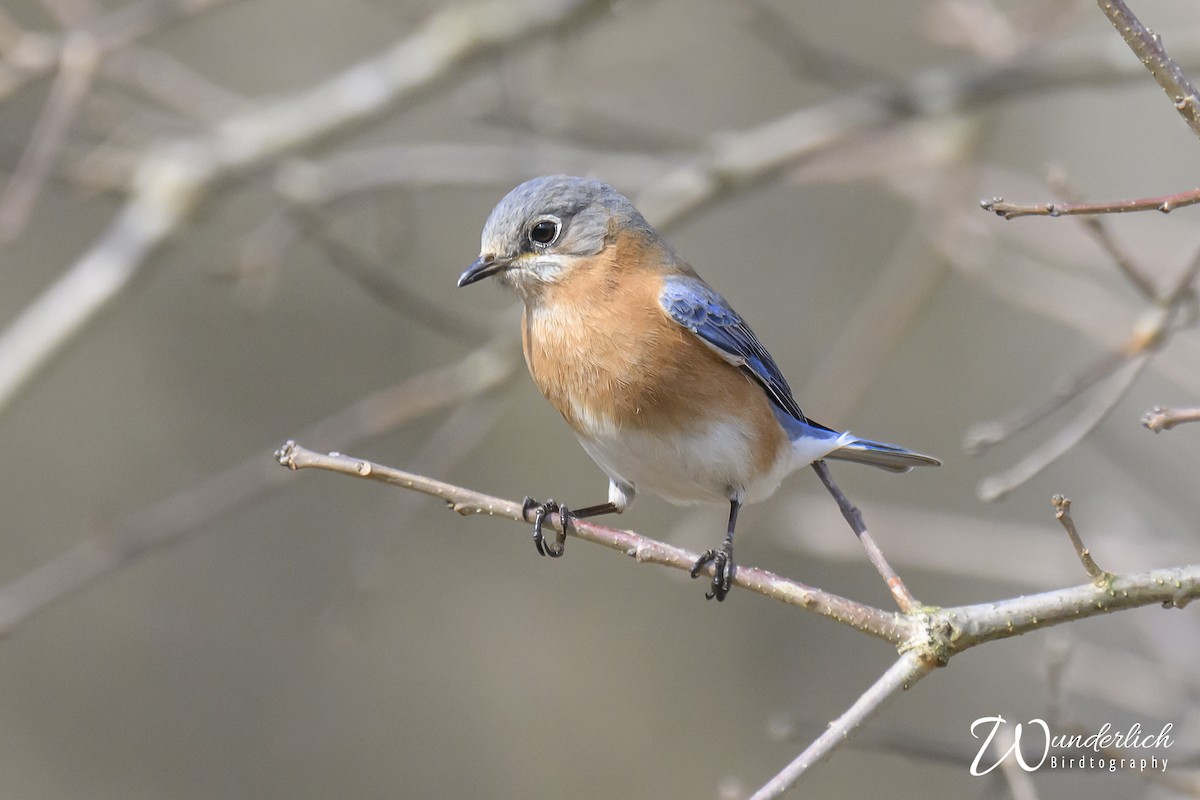 Eastern Bluebird - Bruce Wunderlich