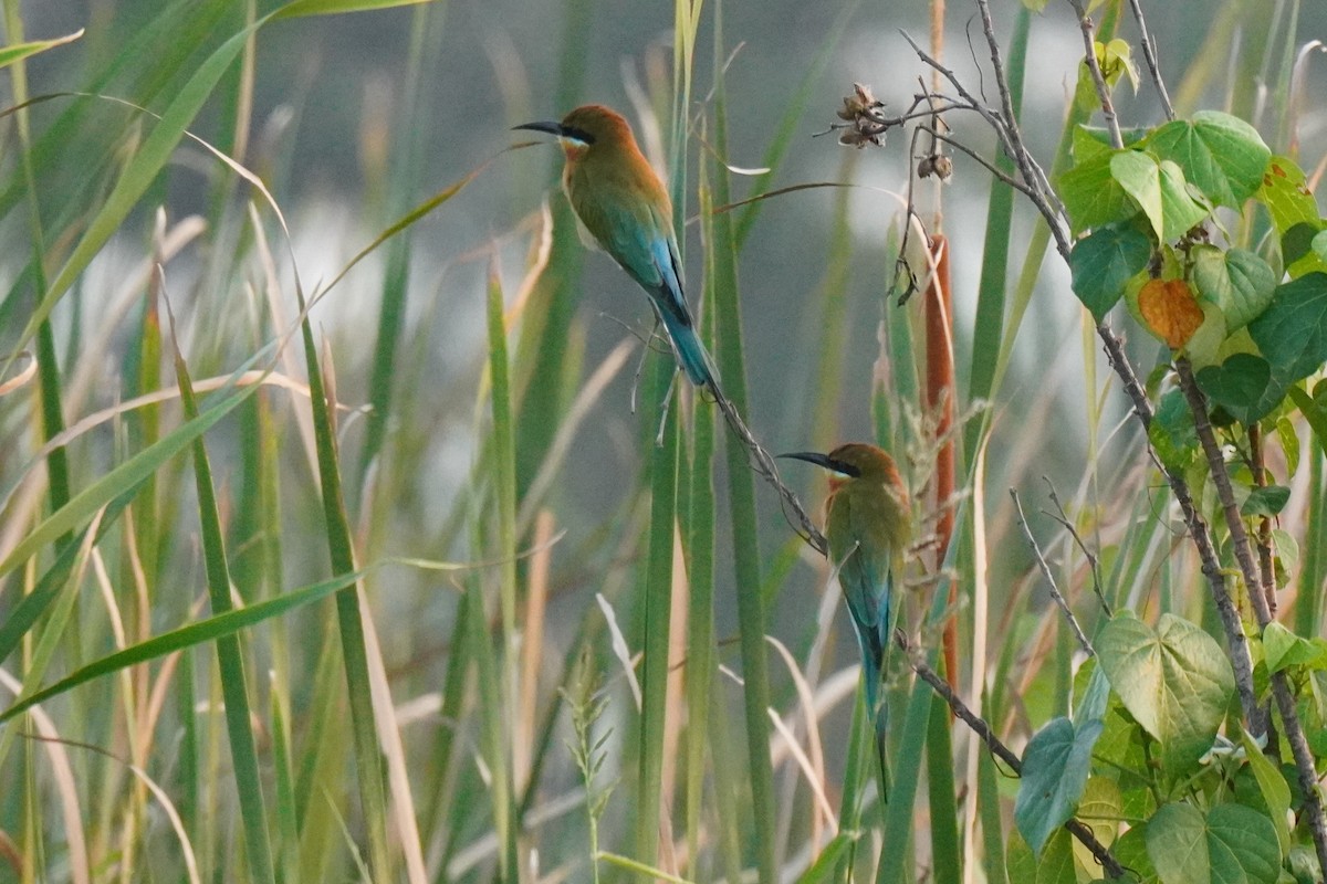 Blue-tailed Bee-eater - ML616061745