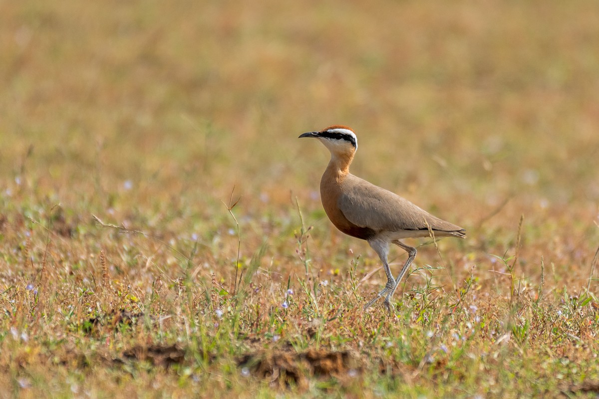 Indian Courser - ML616061763